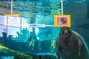 Sign depicting the helmets of Super Bowl teams the Patriots and the Falcons hang suspended in the manatee tank by plastic piping. Buffett the manatee swims up to the Falcon sign, bumping it with his nose, thus indicating his selection for the win.