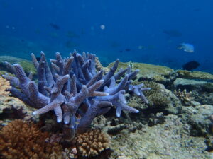 Acropora muricata_Heron Island