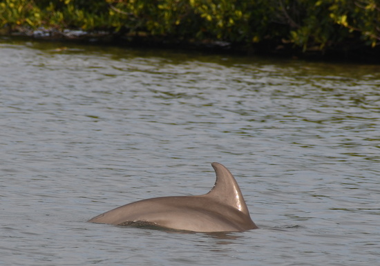 Dolphin disentangle April 2019 swimming.jpg