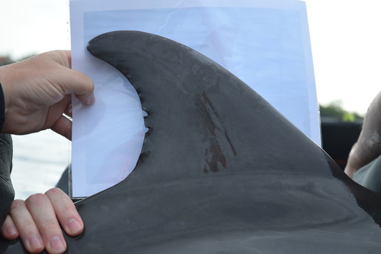 Dolphin disentangle fin April 2019.jpg